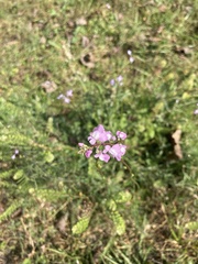 Nuttallanthus canadensis