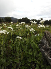 Senecio smithii