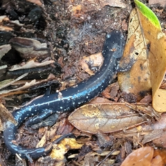 Plethodon grobmani