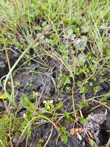 Image of Ranunculus fuegianus by (c) María Regina Silva, some rights reserved (CC BY)