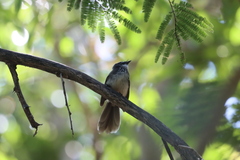 Rhipidura albogularis