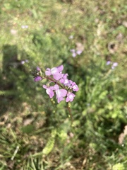 Nuttallanthus canadensis