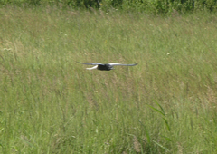 Chlidonias leucopterus