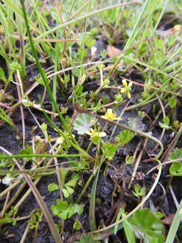 Image of Ranunculus fuegianus by (c) María Regina Silva, some rights reserved (CC BY)