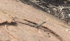 Platysaurus intermedius intermedius
