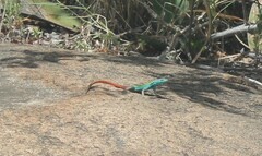 Platysaurus intermedius intermedius