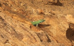 Platysaurus intermedius intermedius