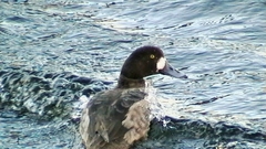 Aythya marila