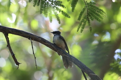 Rhipidura albogularis