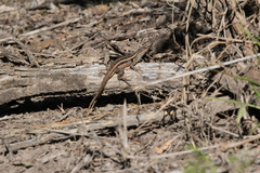 Sceloporus variabilis marmoratus