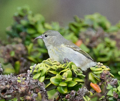 Chlorodrepanis flava