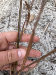 Andropogon floridanus