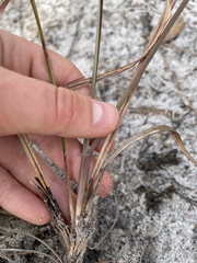 Andropogon floridanus