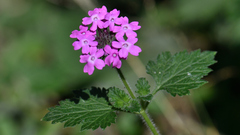 Glandularia canadensis