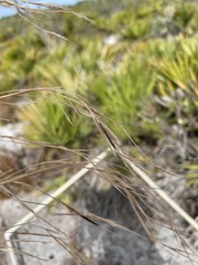 Andropogon floridanus