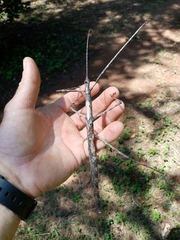 Bactrododema