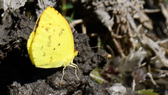 Pyrisitia dina westwoodi
