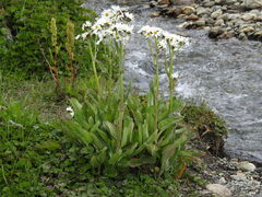 Senecio smithii