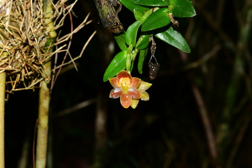 Epidendrum sangayense Hágsater & Dodson