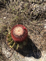 Melocactus intortus