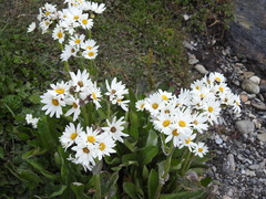 Senecio smithii