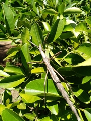 Bactrododema