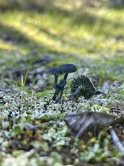 Arrhenia chlorocyanea