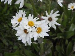 Senecio smithii