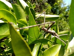 Bactrododema