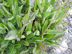 Senecio smithii