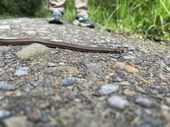 Tantilla melanocephala