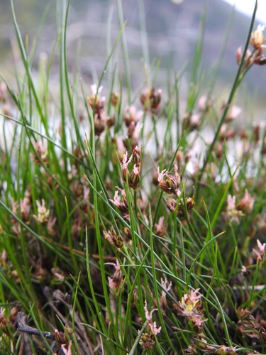 Image of Juncus scheuchzerioides by (c) María Regina Silva, some rights reserved (CC BY)