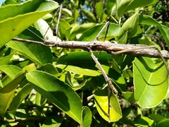 Bactrododema