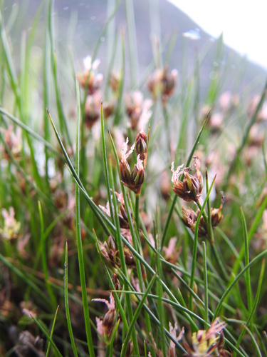 Image of Juncus scheuchzerioides by (c) María Regina Silva, some rights reserved (CC BY)