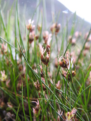 Juncus scheuchzerioides