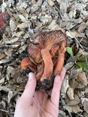 Lactarius rufulus