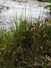 Juncus scheuchzerioides