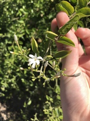 Jasminum fluminense