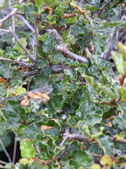 Nothofagus antarctica