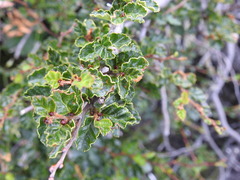 Nothofagus antarctica