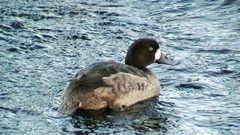 Aythya marila