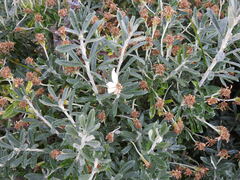 Chiliotrichum diffusum