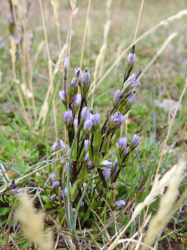 Image of Gentianella magellanica by (c) María Regina Silva, some rights reserved (CC BY)