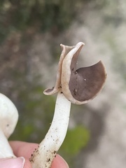 Helvella compressa