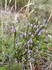 Gentianella magellanica