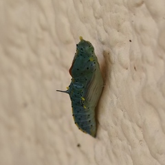 Leptophobia aripa elodia