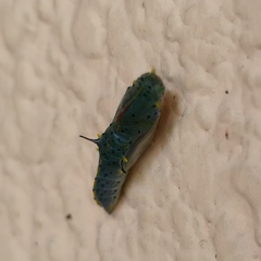 Leptophobia aripa elodia