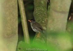 Catharus mexicanus