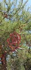 Prosopis caldenia