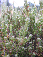 Empetrum rubrum